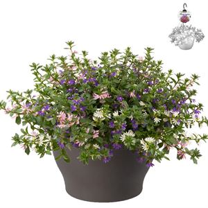 Bild von Hp30 XXL Scaevola Mix